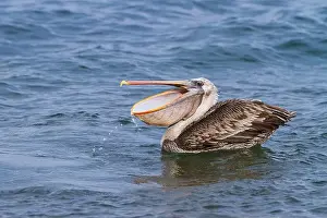 Animal Kingdom Prints: Galapagos brown pelican (Pelecanus occidentalis urinator) feeding in the Galapagos Island Archipelago