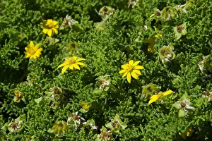 Punta Prints: Galapagos Cutleaf Daisy (Lecocarpus pinnatifidus)