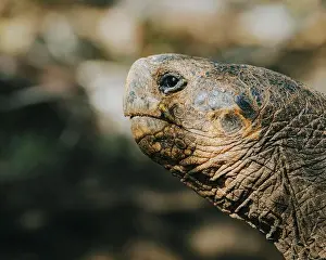 Wildlife Reserve Prints: Galapagos giant tortoise in its natural habitat on San Cristobal Island