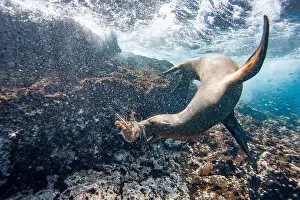 Crustaceans Prints: Galapagos sea lion pup (Zalophus wollebaeki) underwater playing with a lobster molt in the Galapagos Islands