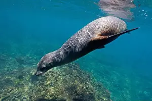 Galapagos Islands Prints: Galápagos Sea Lion (Zalophus wollebaeki) swimming in shallow water