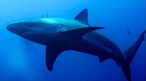 Animal Behaviour Prints: Galapagos Shark, Carcharhinus galapagensis