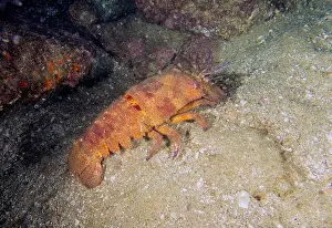 Baja California Sur Prints: A Galapagos Slipper Lobster (Scyllarides astori) in Baja California Sur, Mexico