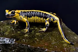 Salamander Prints: Galician Fire Salamander, Salamandra salamandra bernardezi