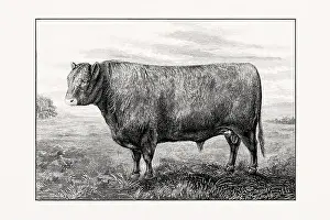 Livestock Art Prints: Galloway Cattle. Antique cattle illustration of a bull from an 1887 livestock book