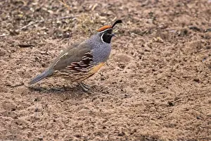 Bosque Del Apache National Wild Prints: Gambel's quail, Bosque del Apache National Wildlife Refuge, New Mexico