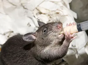 Nocturnal Prints: Gambian Pouched Rat Cricetomys gambianus