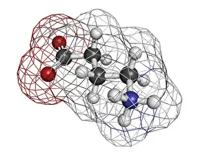Neurotransmitter Prints: gamma-aminobutyric (GABA) neurotransmitter
