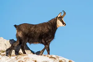 Ruminant Prints: Gams (Rupicapra rupicapra) on rock, Berchtesgaden Alps, Salzburg, Austria