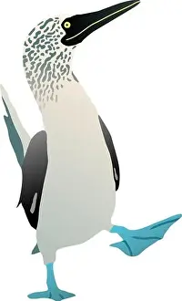 Booby Prints: Gannet bird with a blue foot. Flat vector booby solan illustration figure isolated
