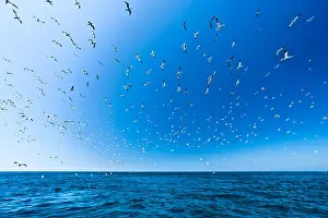 Gannet Prints: Gannets take to the air at the Ortac colony, Alderney