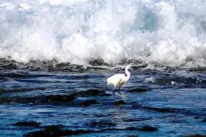 Egret Prints: Garceta pescando en los charcos