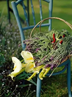 Bunch Of Flowers Prints: A garden basket full of cut Arum Lillies and lavender