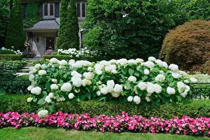 Hydrangea Prints: garden border with a hedge of hydrangea bushes and pink impatiens