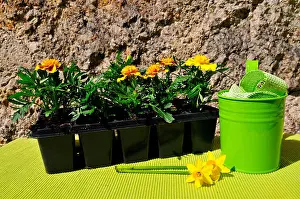 Bleed Prints: garden decorations