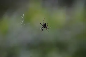 Wild Life Prints: Garden Orb Weaving Spider
