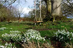 Garden Park Prints: garden park parkland swing play spring flower flowers flowering snowdrops snowdrop galanthus clump growth empty nobody