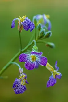 Bokeh Background Prints: Garden radish (Raphanus sativus), close-up