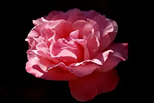 Garden, red Flower, flower, blossom, Yunnan, China