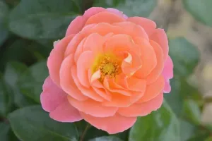 Decorated Prints: Garden rose or rose 'Intarsia' (Rosa hybrida)