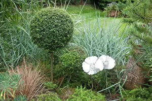 Garden Decor Prints: This garden showcases creative topiary designs alongside various decorative plants