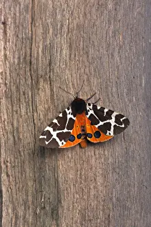 Nocturnal Prints: Garden Tiger Moth Arctica caja resting on garden fence post