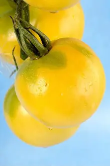 Eatable Prints: garden tomato (Solanum lycopersicum Weissbeharte')
