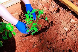 Yard Prints: Gardener hands with blue gloves place small tomato plant into rich brown soil in garden.