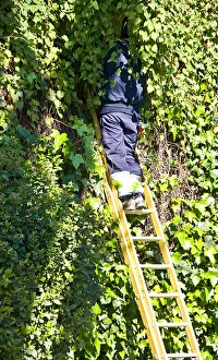 Amusing Prints: Gardener standing on ladder working on hedge Seville Andalusia Spain Europe