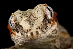 Rhacodactylus Auriculatus Prints: Gargoyle gecko (Rhacodactylus auriculatus)