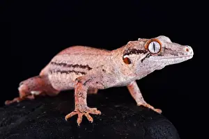 The Gargoyle gecko (Rhacodactylus auriculatus) is a medium sized, endangered, gecko species endemic to New Caledonia