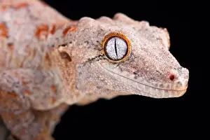 Rhacodactylus Auriculatus Prints: The Gargoyle gecko (Rhacodactylus auriculatus) is a medium sized