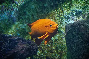Perciformes Prints: Garibaldi damselfish (Hypsypops rubicundus) is a species of bright orange fish in the damselfish family