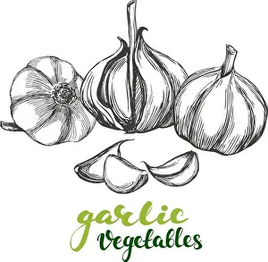 Farmers Prints: garlic vegetable set hand drawn vector illustration realistic sketch