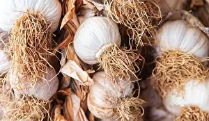 Street Market Prints: Garlics in the grocery store counter