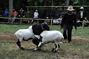 Breeder Prints: Garut, Indonesia - 15 January 2012: Bighorn sheep fighting competition in Garut