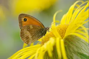 Insecta Prints: Gatekeeper butterfly
