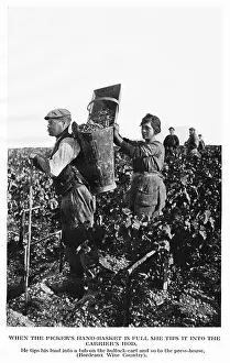 1939 Prints: Gathering Grapes Burgundy When the pickers hand basket is full she tips it into the carriers hod
