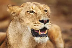 Lioness Prints: Gathering her strength for the next hunt. a lioness on the plains of Africa