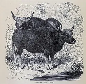 Cows Prints: The gayal (Bos frontalis), also known as mithun