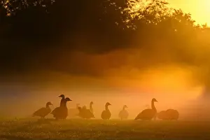 Foggy Landscape Prints: Geece in the early morning mist at sunrise