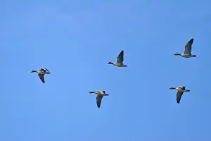 Goose Prints: Five geese flying in formation through the clear blue sky