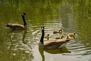 Goslings Prints: geese with goslings Canada goose swimming on lake