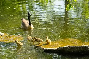 Goslings Prints: geese with goslings Canada goose swimming on lake