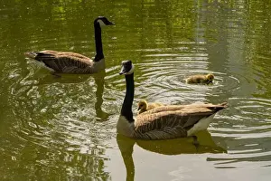 Wild Bird Prints: geese with goslings Canada goose swimming on lake