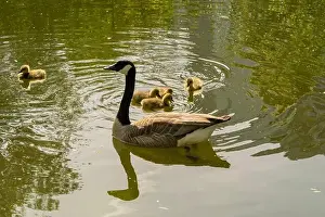 Wild Bird Prints: geese with goslings Canada goose swimming on lake