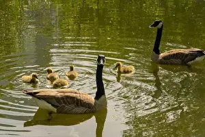 Wild Bird Prints: geese with goslings Canada goose swimming on lake
