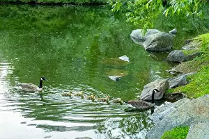 Wild Bird Prints: geese with goslings Canada goose swimming on lake