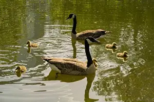 Wild Bird Prints: geese with goslings Canada goose swimming on lake