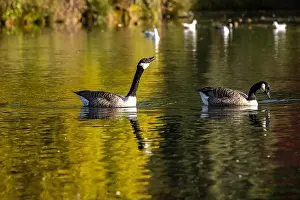 Blurry Background Prints: Geese on a lake on a sunny autumn morning, with a shallow depth of field